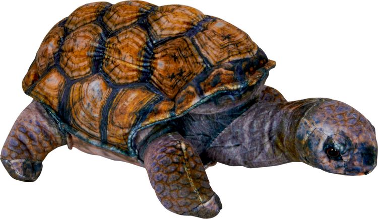 Produktbild: Schildkr&ouml;te Nature Zoom Wild