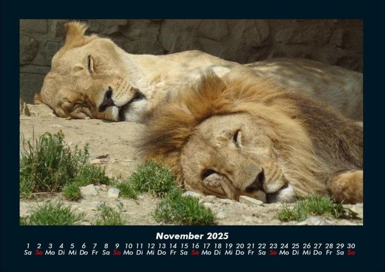 Produktbild: Tiere in der Wildnis 2025 Fotokalender DIN A4