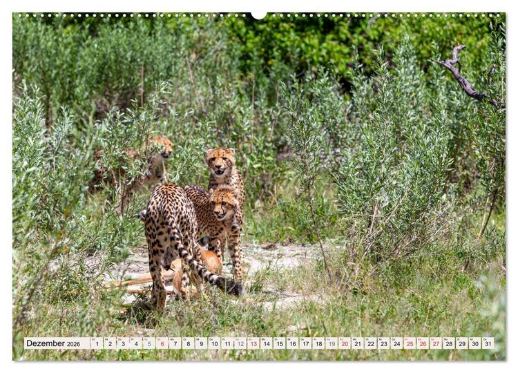 Produktbild: Afrikas wilde Katzen (hochwertiger Premium Wandkalender 2026 DIN A2 quer), Kunstdruck in Hochglanz