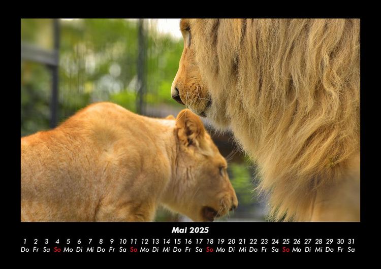 Produktbild: Welt der Tiere 2025 Fotokalender DIN A3