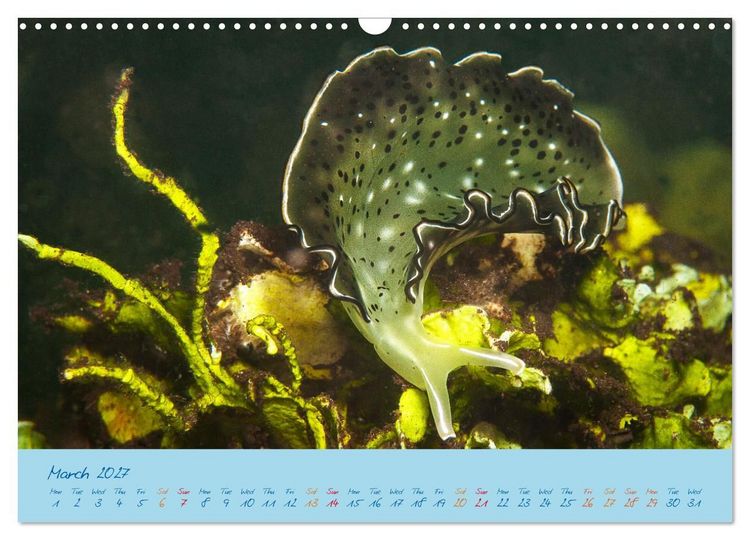 Produktbild: Sea Slugs - Little Wonders - Pure Beauties (Wall Calendar 2027 DIN A3 landscape), CALVENDO 12 Month Wall Calendar