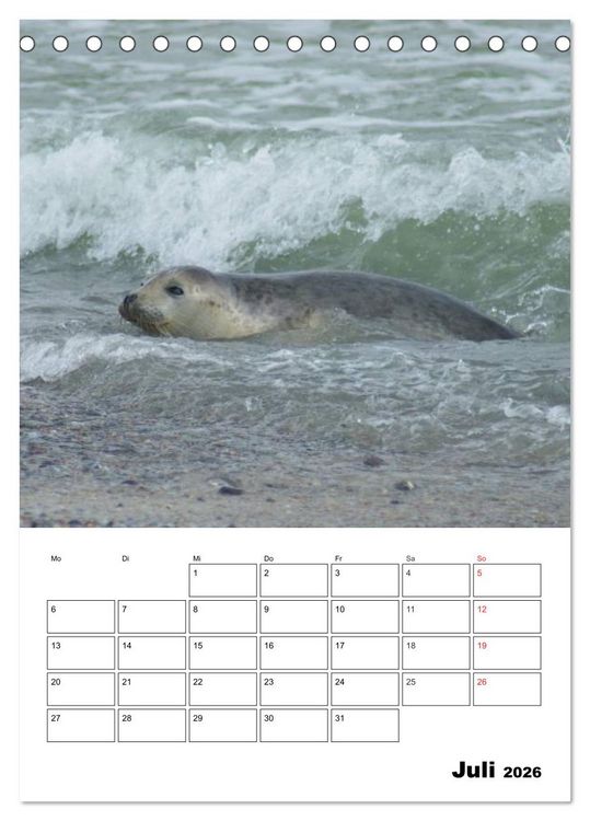 Produktbild: Liebenswerte Robben (Tischkalender 2026 DIN A5 hoch), CALVENDO Monatskalender