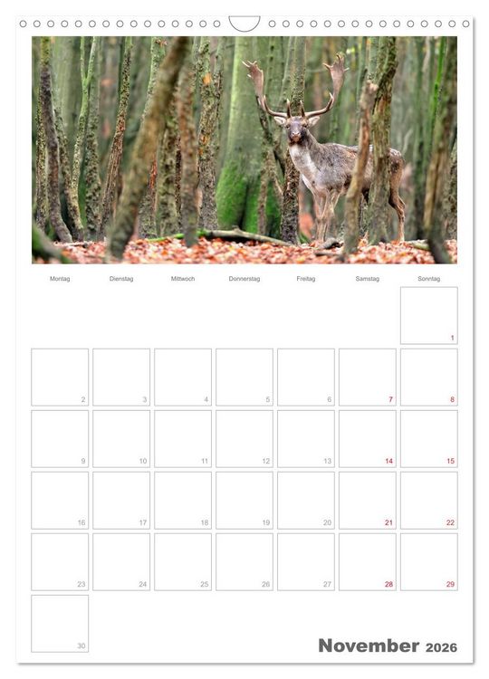 Produktbild: Rehe & Co / Planer (Wandkalender 2026 DIN A3 hoch), CALVENDO Monatskalender