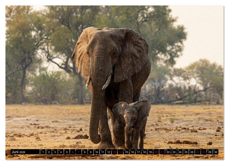 Produktbild: Komm mit auf Safari! Botswana und S&uuml;dafrika (Tischkalender 2026 DIN A5 quer), CALVENDO Monatskalender