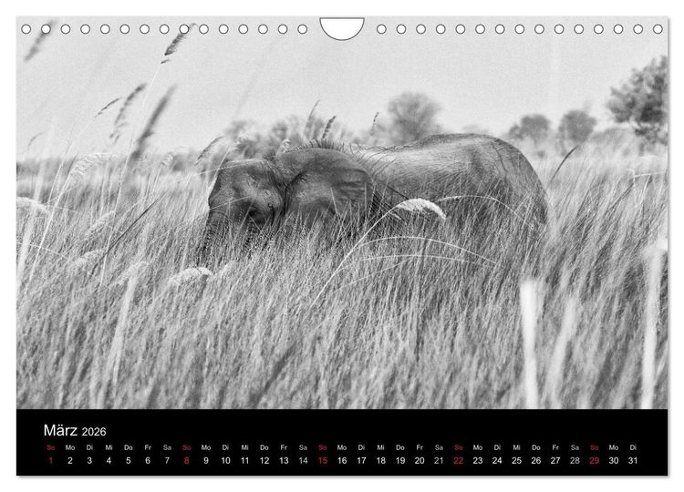 Produktbild: Elefanten Schwarz - Weiss (Wandkalender 2026 DIN A4 quer), CALVENDO Monatskalender