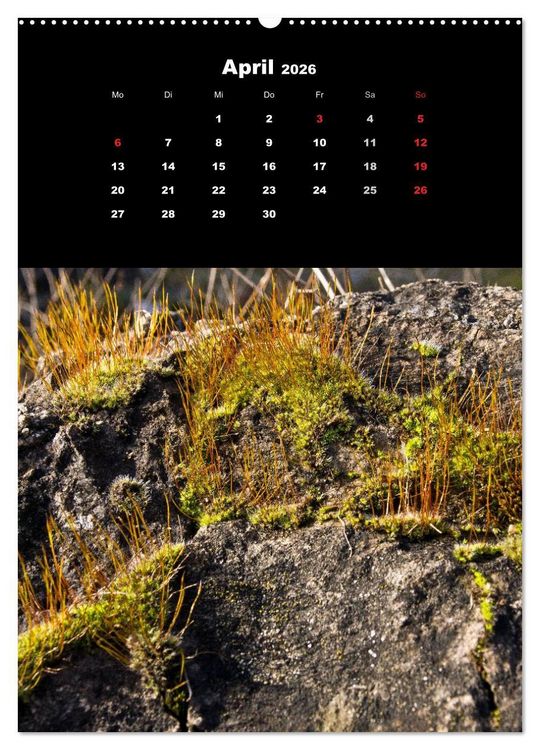 Produktbild: Die Welt der Moose. Ein Blick nach unten (Wandkalender 2026 DIN A2 hoch), CALVENDO Monatskalender