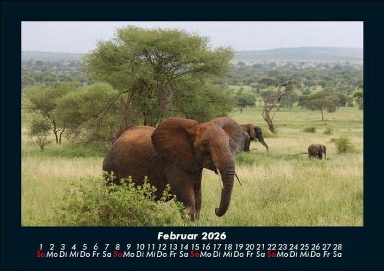Produktbild: Elefanten - Die sanften Riesen Afrikas 2026 Fotokalender DIN A5