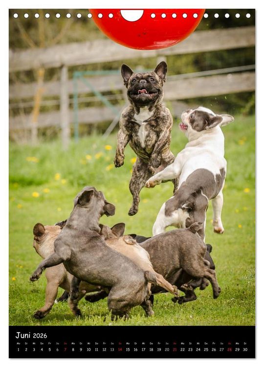 Produktbild: Franz&ouml;sische Bulldoggen - Eine Bully Liebeserk&auml;rung (Wandkalender 2026 DIN A4 hoch), CALVENDO Monatskalender