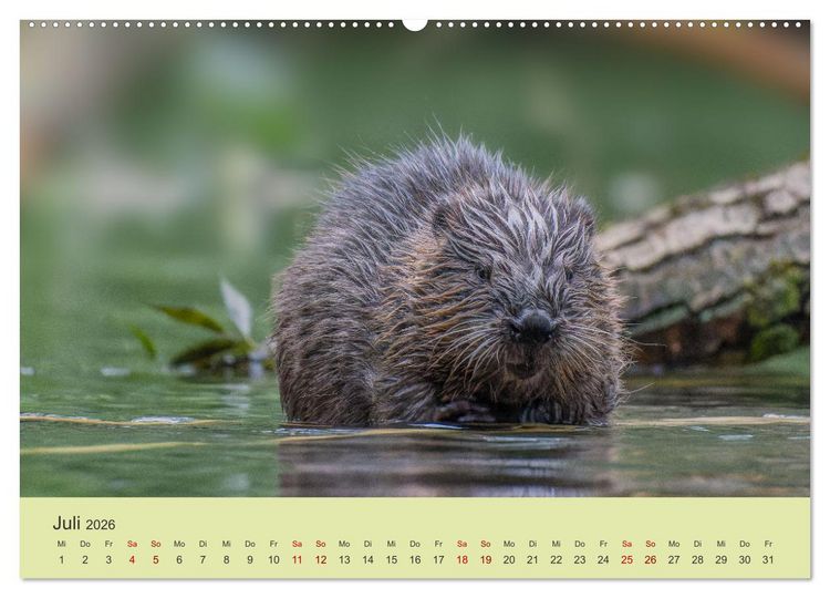 Produktbild: Faszination Biber (Wandkalender 2026 DIN A2 quer), CALVENDO Monatskalender