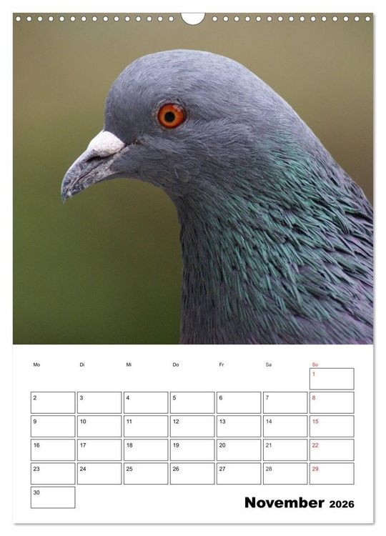 Produktbild: Tauben Terminplaner (Wandkalender 2026 DIN A3 hoch), CALVENDO Monatskalender
