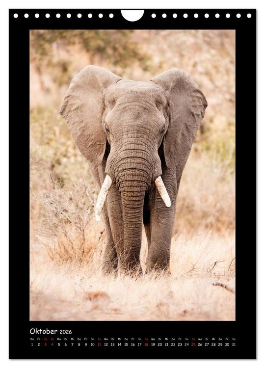 Produktbild: S&uuml;dafrika und seine Tierwelt (Wandkalender 2026 DIN A4 hoch), CALVENDO Monatskalender