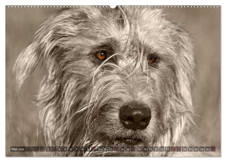 Produktbild: Windhunde eye-catcher (hochwertiger Premium Wandkalender 2026 DIN A2 quer), Kunstdruck in Hochglanz