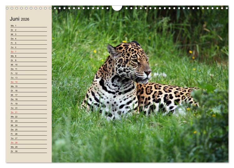 Produktbild: Regenwald. Tiere im Dschungel (Wandkalender 2026 DIN A3 quer), CALVENDO Monatskalender