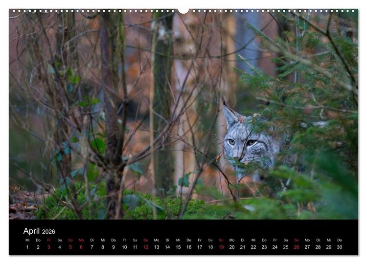 Produktbild: Der Luchs (Wandkalender 2026 DIN A2 quer), CALVENDO Monatskalender