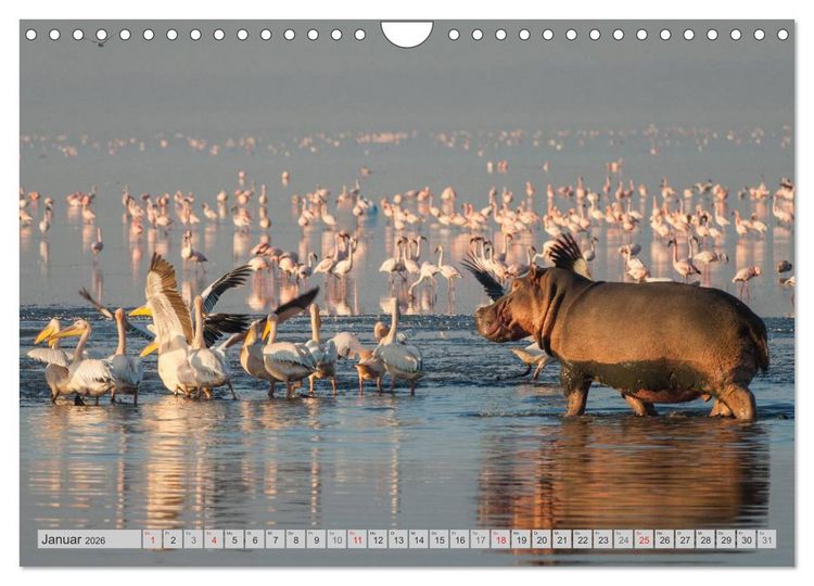 Produktbild: Emotionale Momente: Nilpferde hautnah (Wandkalender 2026 DIN A4 quer), CALVENDO Monatskalender