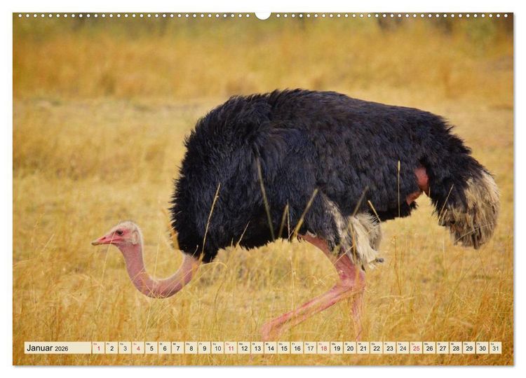 Produktbild: Strau&szlig;e. Afrikas sch&ouml;ne Laufv&ouml;gel (hochwertiger Premium Wandkalender 2026 DIN A2 quer), Kunstdruck in Hochglanz