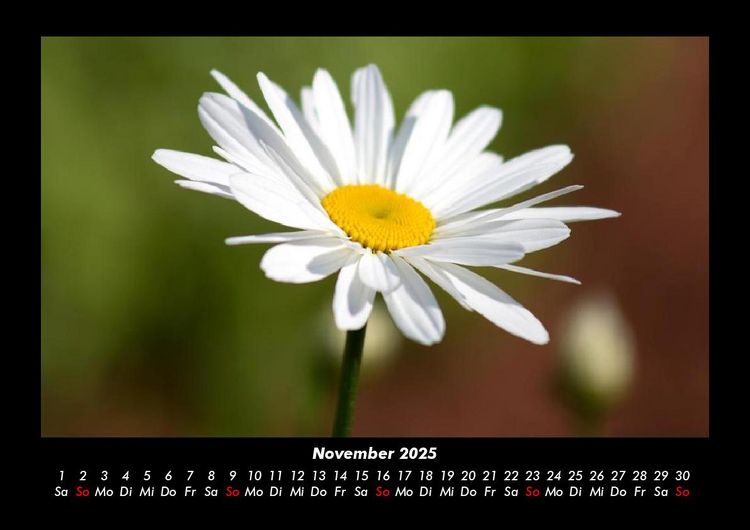 Produktbild: Blumentr&auml;ume 2025 Fotokalender DIN A3