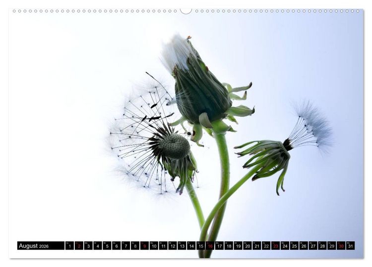 Produktbild: Flowers / 2026 (hochwertiger Premium Wandkalender 2026 DIN A2 quer), Kunstdruck in Hochglanz