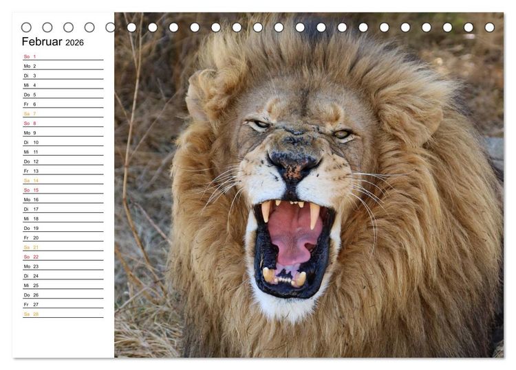 Produktbild: LION KING SELFIES L&ouml;wen hautnah (Tischkalender 2026 DIN A5 quer), CALVENDO Monatskalender