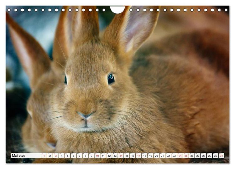 Produktbild: Kaninchen und Hasen (Wandkalender 2026 DIN A4 quer), CALVENDO Monatskalender