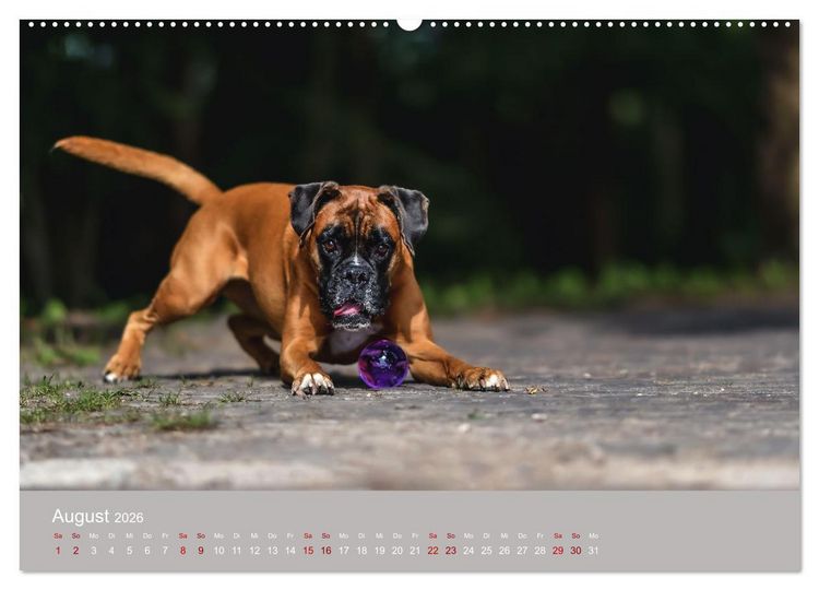 Produktbild: Fantastische Boxer - Sieger der Herzen (Wandkalender 2026 DIN A2 quer), CALVENDO Monatskalender