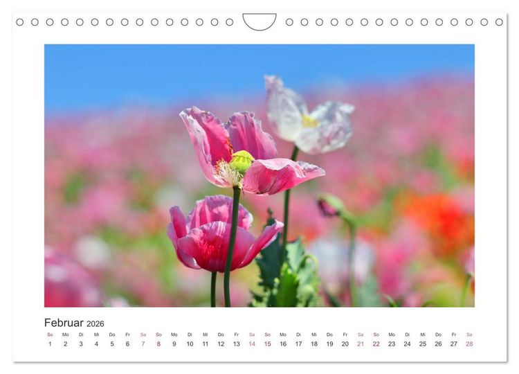 Produktbild: Mohn, Bl&uuml;tenzauber in Rosa, Pink und Wei&szlig; (Wandkalender 2026 DIN A4 quer), CALVENDO Monatskalender
