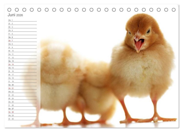 Produktbild: K&uuml;ken in der Kinderstube Terminplaner (Tischkalender 2026 DIN A5 quer), CALVENDO Monatskalender