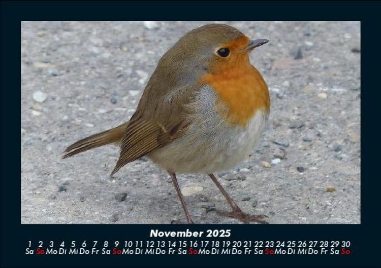 Produktbild: Welt der V&ouml;gel 2025 Fotokalender DIN A5