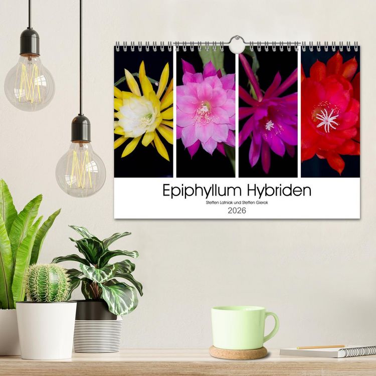 Produktbild: Epiphyllum-Hybriden (Wandkalender 2026 DIN A4 quer), CALVENDO Monatskalender