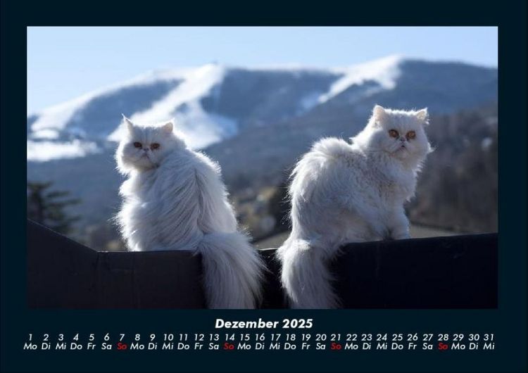 Produktbild: Katzen 2025 Fotokalender DIN A4