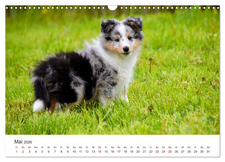 Produktbild: Shelties - Die zuckers&uuml;&szlig;en Vierbeiner. (Wandkalender 2026 DIN A3 quer), CALVENDO Monatskalender