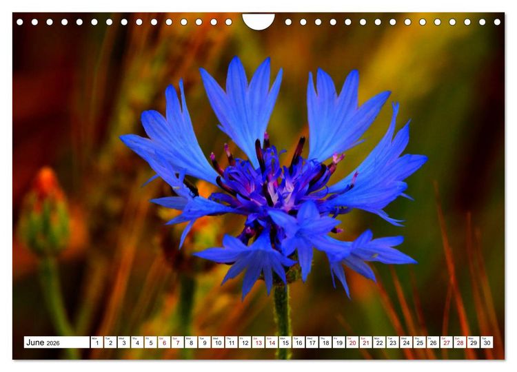 Produktbild: Fascinating colours of flowers (Wall Calendar 2026 DIN A4 landscape), CALVENDO 12 Month Wall Calendar