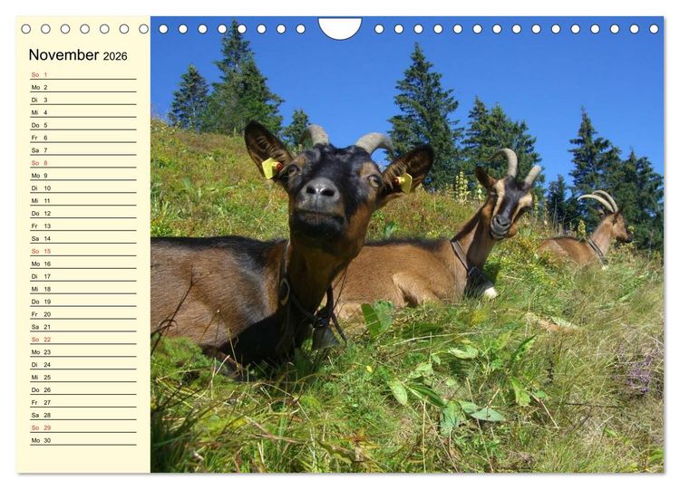 Produktbild: Ziegen. Lustige Ausbruchsk&uuml;nstler (Wandkalender 2026 DIN A4 quer), CALVENDO Monatskalender