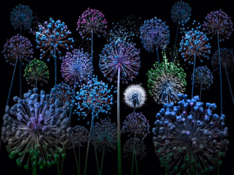 Produktbild: CALVENDO Puzzle Allium fantasia | 1000 Teile Lege-Gr&ouml;&szlig;e 64x48cm Foto-Puzzle f&uuml;r gl&uuml;ckliche Stunden