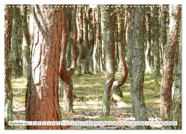 Produktbild: Kurische Nehrung: am l&auml;ngsten Ostsee-Strand (Wandkalender 2026 DIN A3 quer), CALVENDO Monatskalender
