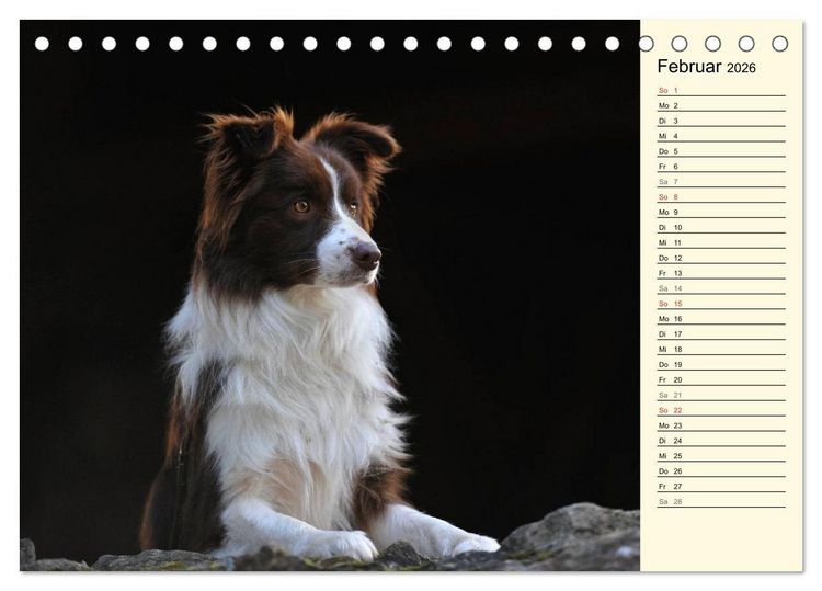 Produktbild: Border Collie 2026 (Tischkalender 2026 DIN A5 quer), CALVENDO Monatskalender