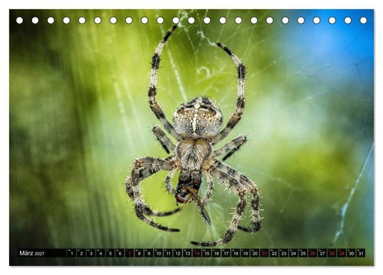 Produktbild: Abneigung und Ekel. Die unbeliebtesten Tiere (Tischkalender 2027 DIN A5 quer), CALVENDO Monatskalender