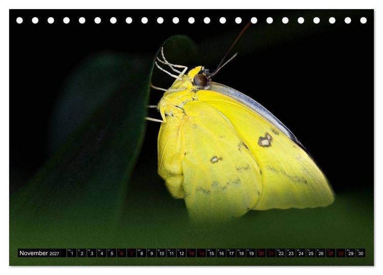 Produktbild: Fliegende Wunderwesen. Schmetterlinge weltweit, ganz nah (Tischkalender 2027 DIN A5 quer), CALVENDO Monatskalender