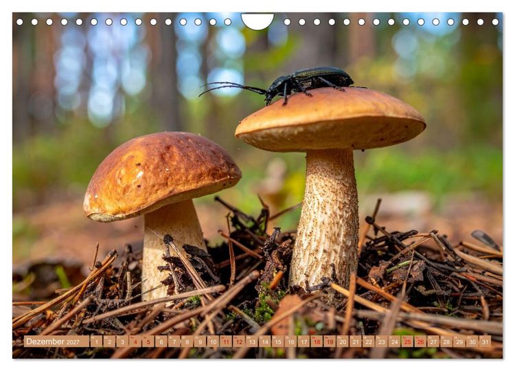 Produktbild: Pilzbesucher (Wandkalender 2027 DIN A4 quer), CALVENDO Monatskalender
