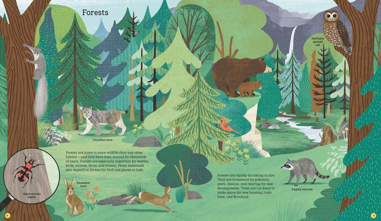 Produktbild: How to Help a Hare and Protect a Polar Bear