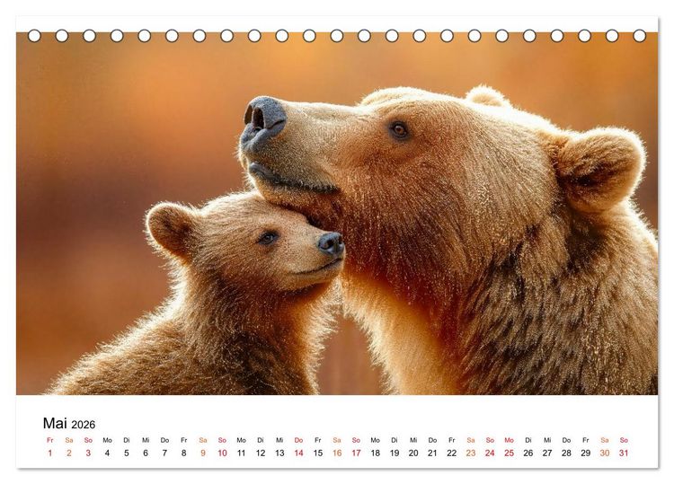 Produktbild: B&auml;ren - Die Macht der Natur (Tischkalender 2026 DIN A5 quer), CALVENDO Monatskalender