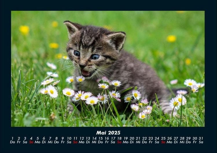 Produktbild: F&uuml;r Katzenfreunde 2025 Fotokalender DIN A4
