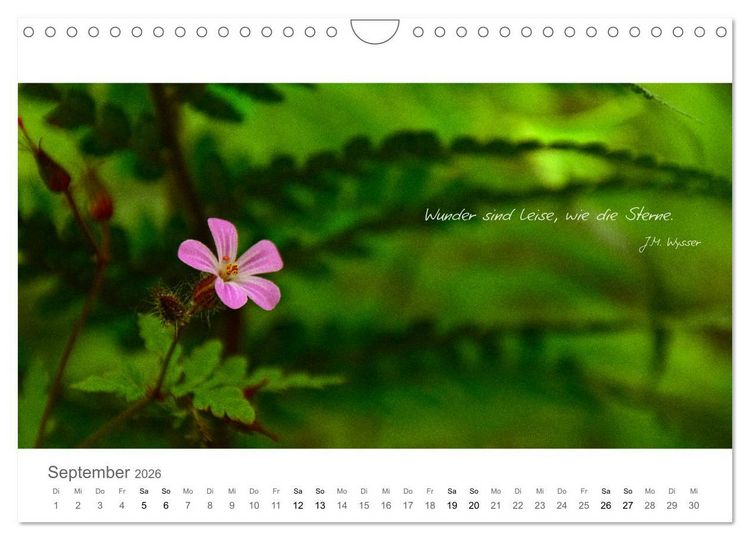 Produktbild: Rendezvous im Park (Wandkalender 2026 DIN A4 quer), CALVENDO Monatskalender