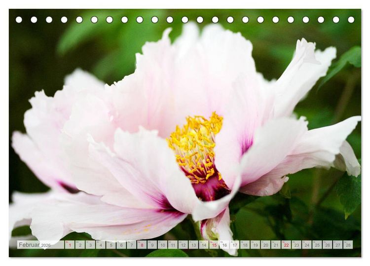 Produktbild: Pfingstrosenbl&uuml;ten (Tischkalender 2026 DIN A5 quer), CALVENDO Monatskalender