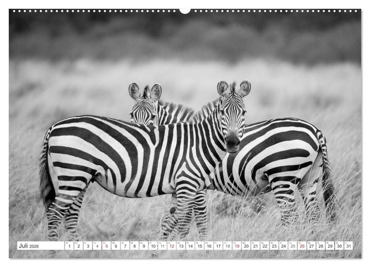 Produktbild: Emotionale Momente: Zebras - black & white. (Wandkalender 2026 DIN A2 quer), CALVENDO Monatskalender