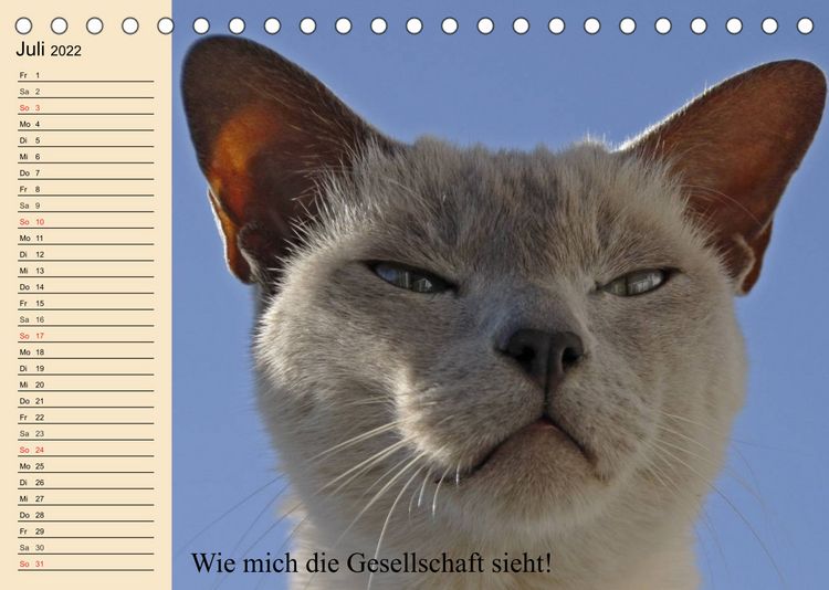 Produktbild: Unsere Katzen. Wie sie wirklich sind! (Tischkalender 2022 DIN A5 quer)