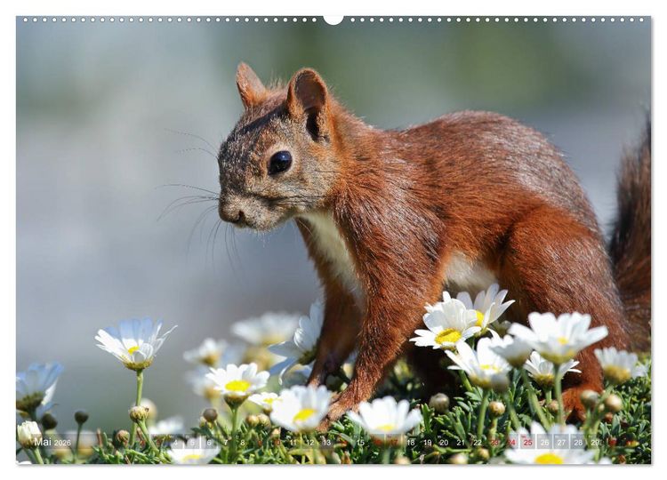 Produktbild: Eichh&ouml;rnchen Momentaufnahmen f&uuml;rs Herz (hochwertiger Premium Wandkalender 2026 DIN A2 quer), Kunstdruck in Hochglanz