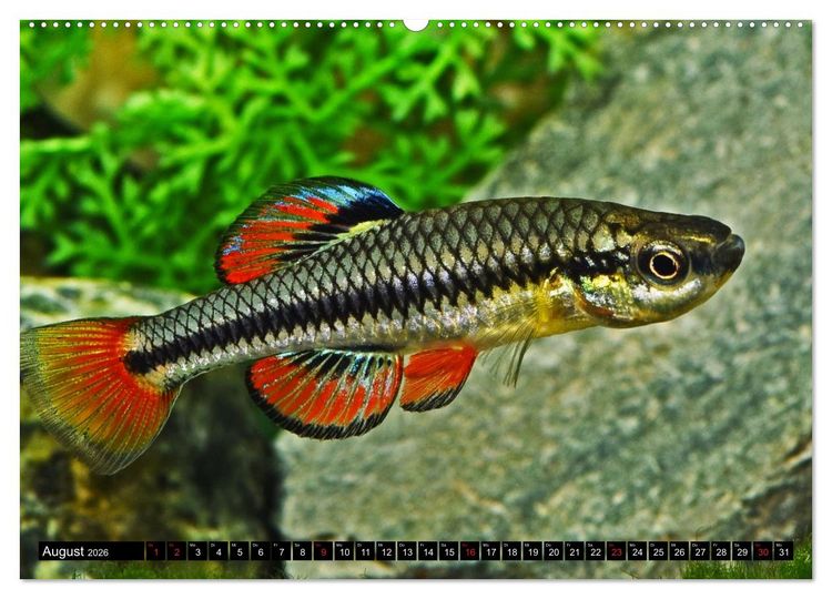 Produktbild: Bunte Fische der Welt - Killifische (Wandkalender 2026 DIN A2 quer), CALVENDO Monatskalender