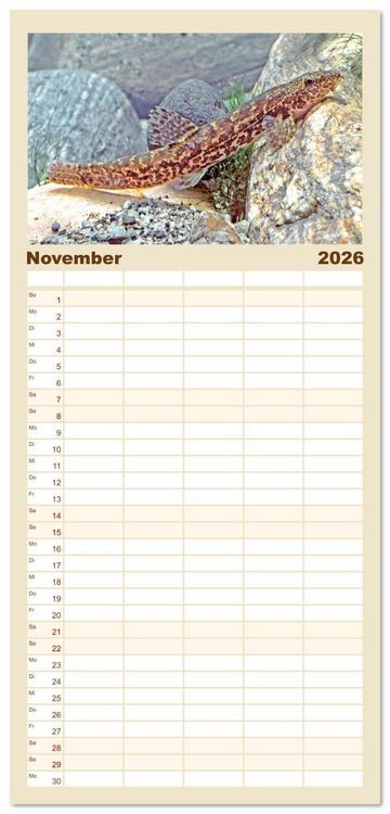 Produktbild: Familienplaner 2026 - Forelle, Hecht und St&ouml;r: Fische in europ&auml;ischen Gew&auml;ssern mit 5 Spalten (Wandkalender, 21 x 45 cm) CALVENDO