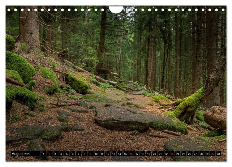 Produktbild: Zauberwelt Wald (Wandkalender 2026 DIN A4 quer), CALVENDO Monatskalender
